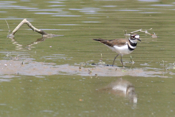 Killdeer Pause