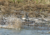 Killdeer
