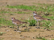 Killdeer Duo