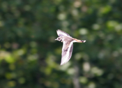 Killdeer in Flight