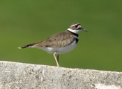 Killdeer Brookville Reservoir