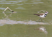 Killdeer Reflections