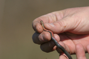 Kirtland's Snake "Ventral View"