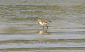 Least Sandpiper in the Muck
