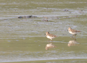Least Sandpiper Duo