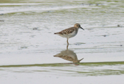 Solitary Least Sandpiper
