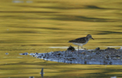 Least Sandpiper Stroll