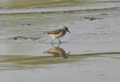Least Sandpiper Reflection