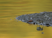Least Sandpiper Goldenpond
