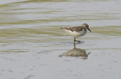 Least Sandpiper Walk