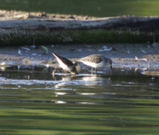 Feeding Least Sandpipers