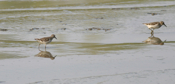 Least Sandpipers Mudwalk