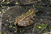 Leopard Frog