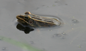 Leopard Frog "Side View"