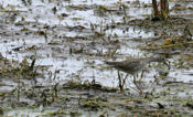 Lesser-Yellowlegs Feeding