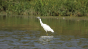 Fishing Little Blue Heron