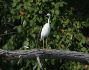 Little Blue Heron