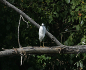 Little Blue Heron Stare