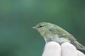 Magnolia Warbler