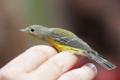 Stretching Magnolia Warbler