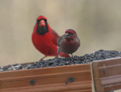Big Red Males