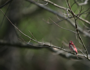 Spectacular Male Purple Finch