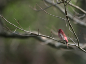 Back of Male Purple Finch