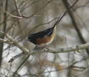 Eastern Towhee