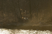 Mallard Take Off
