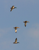 In-Flight Mallards 