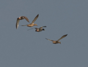 In-Flight Mallards 