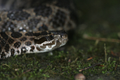 Massasauga Rattlesnake Angle View
