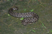 Massasauga Rattlesnake Girth