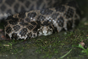 Massasauga Head-on