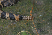 Massasauga Rattle