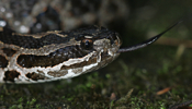 Massasauga Sideview with Tongue