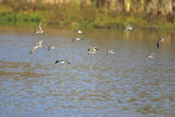 Mixed Shorebirds in Flight
