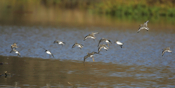 Again Mixed Shorebird Flight