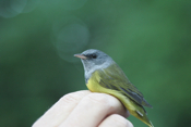 Profile Mourning Warbler