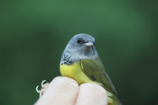 Mourning Warbler Face On