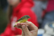 Hatch-year Mourning Warbler