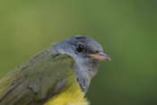 Mourning Warbler Closeup