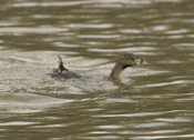 Pied_billed Grebe