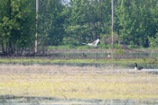Mute Swan Cruising