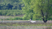 Mute Swan Landing
