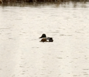 Northern Shoveler