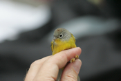 Nashville Warbler
