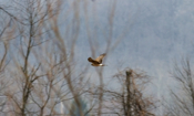 Northern Harrier