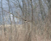 Northern Harrier