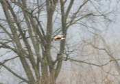 Northern Harrier